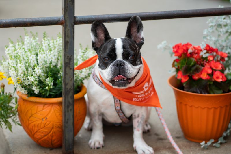 front living room with overhanging lamp and gray couch